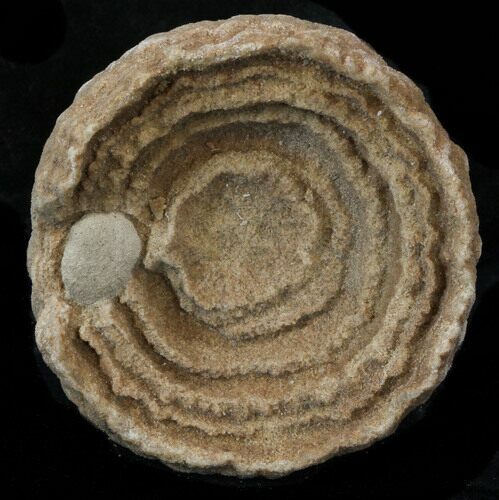 Flower-Like Sandstone Concretion - Pseudo Stromatolite #34206